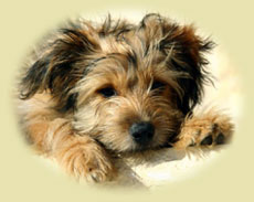 image of a very cute benji-looking puppy who needs housebreaking