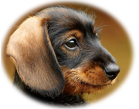 image of a very cute dachshund puppy on The Housebreaking Bible about page