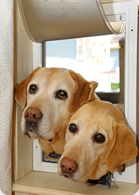 Cute dogs using dog door