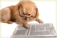 image of a dog reading the paper