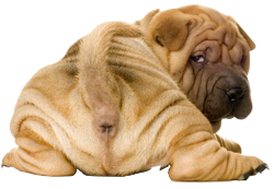 image of a Shar-pei puppy